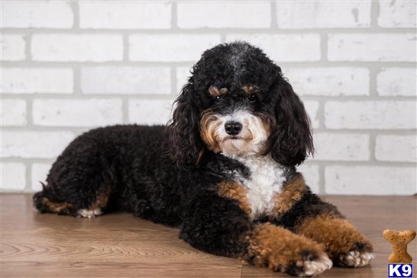 Jasper of Gucci Picture 2